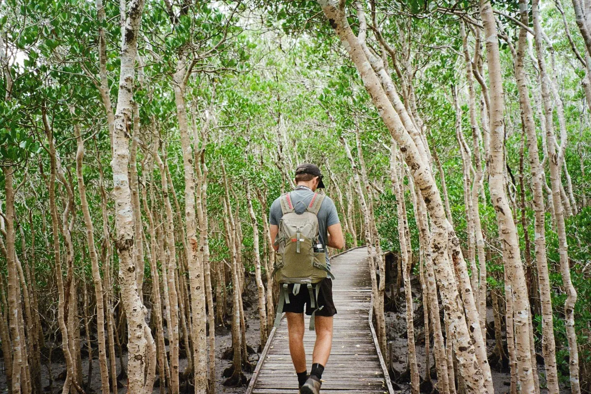 A hiker on a timber boardwalk between tall pale-trunked mangrove trees with bright green leaves, near Cairns.