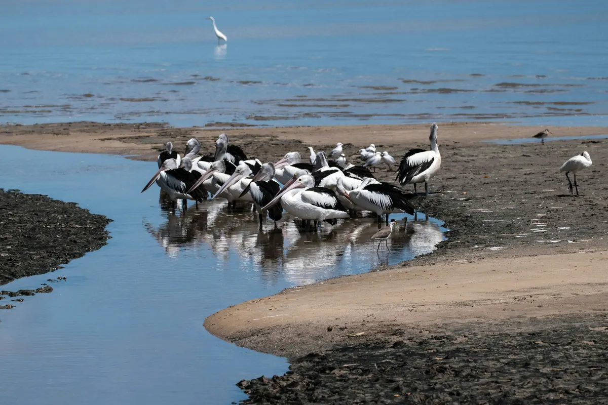 A flock of pelicans standing in a shallow channel on the Cairns Esplanade mudflats, with a white egret on the sand beside them.
