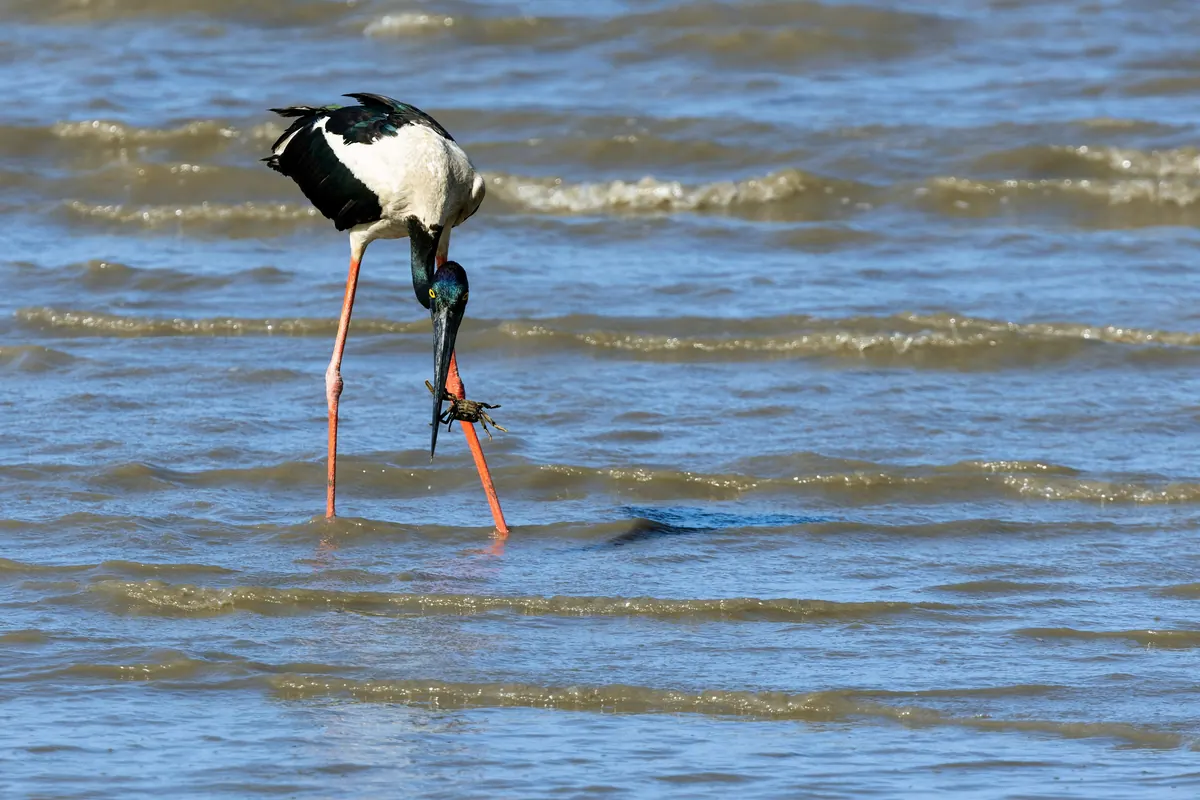 A black-necked stork wading in shallow water on the Cairns Esplanade, with a crab in its beak.